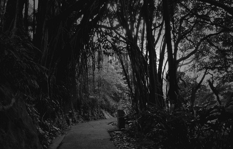 Black and white forest at night