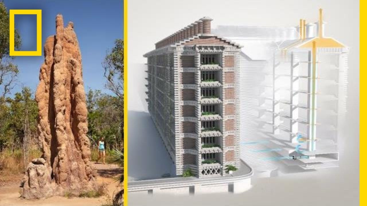 Passively Cooled Building Inspired by Termite Mounds — Innovation —  AskNature