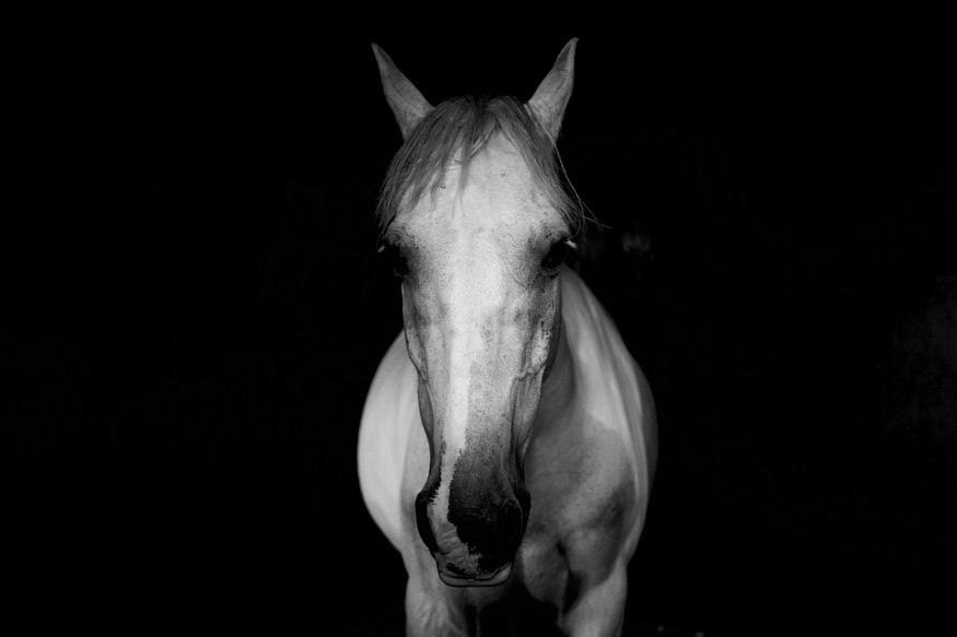 A white horse in the darkness.