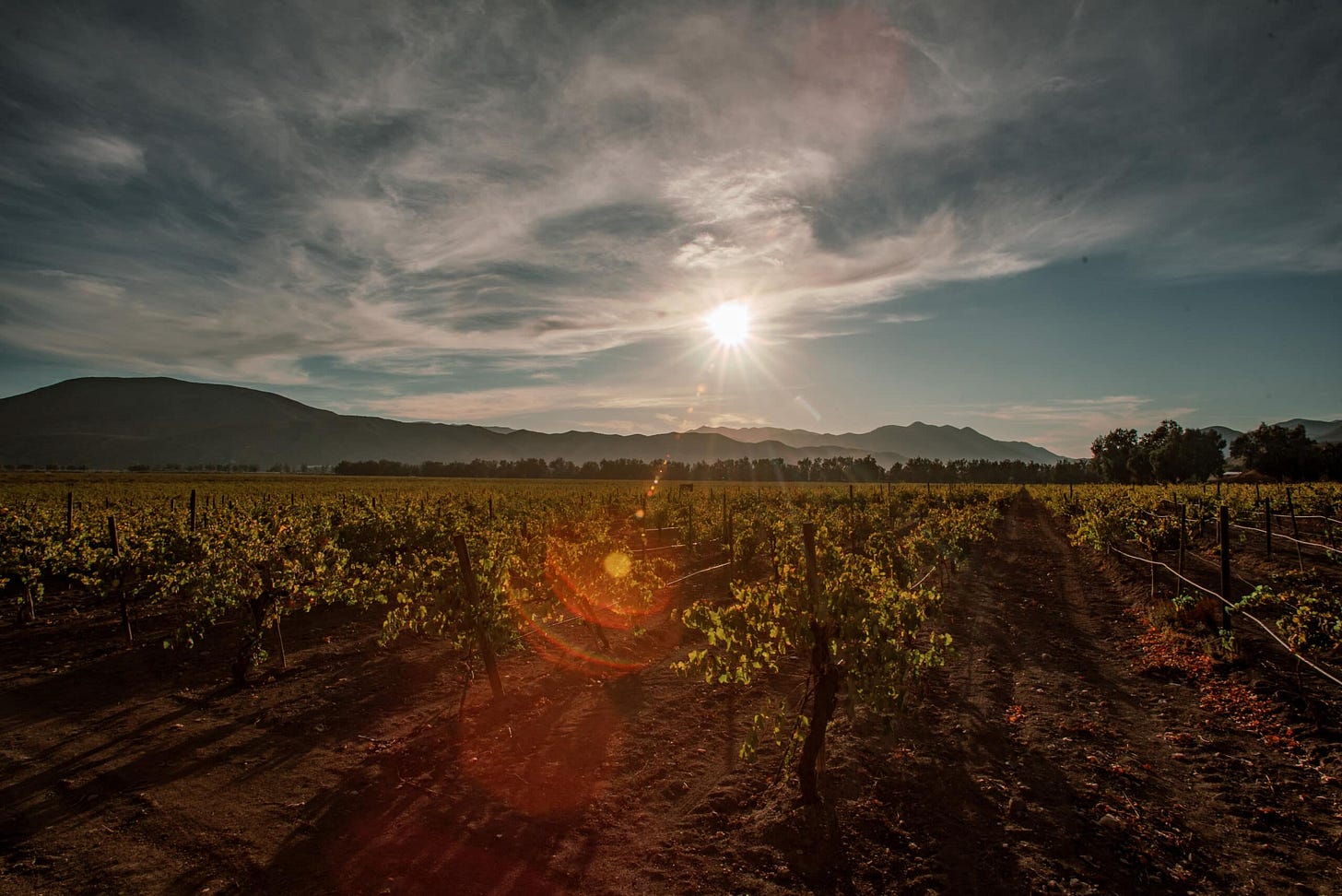 Valle De Guadalupe: Perfect Seasons For Vineyard Weddings