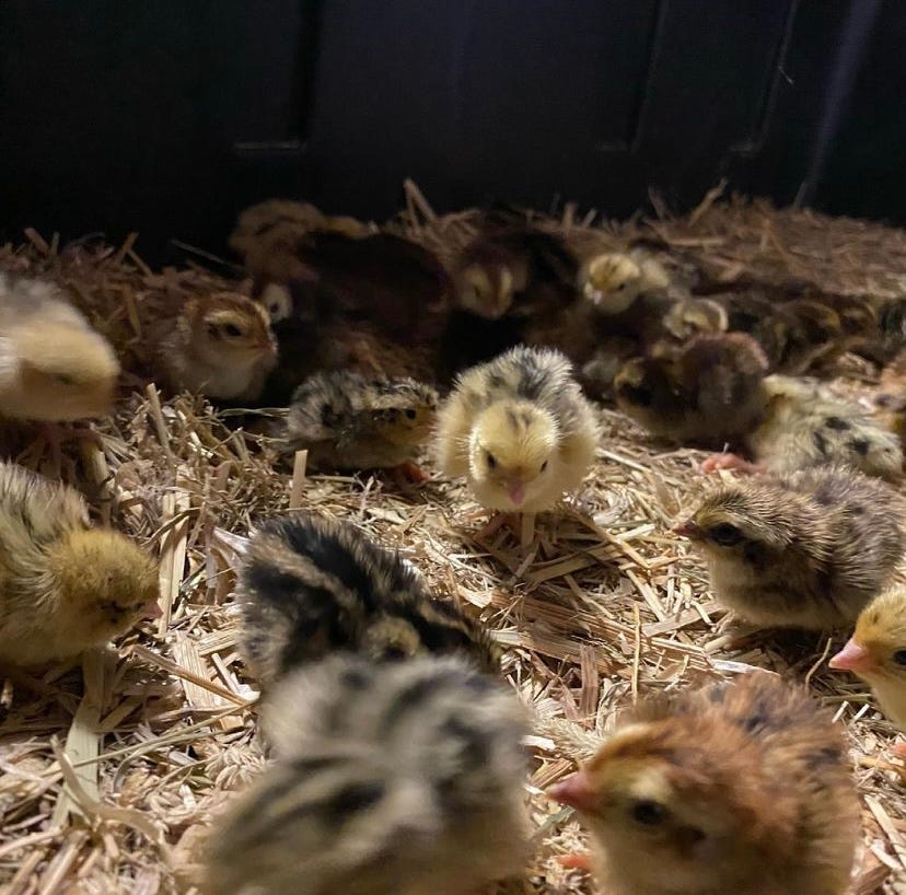 more than a dozen quail chicks sitting and standing on straw