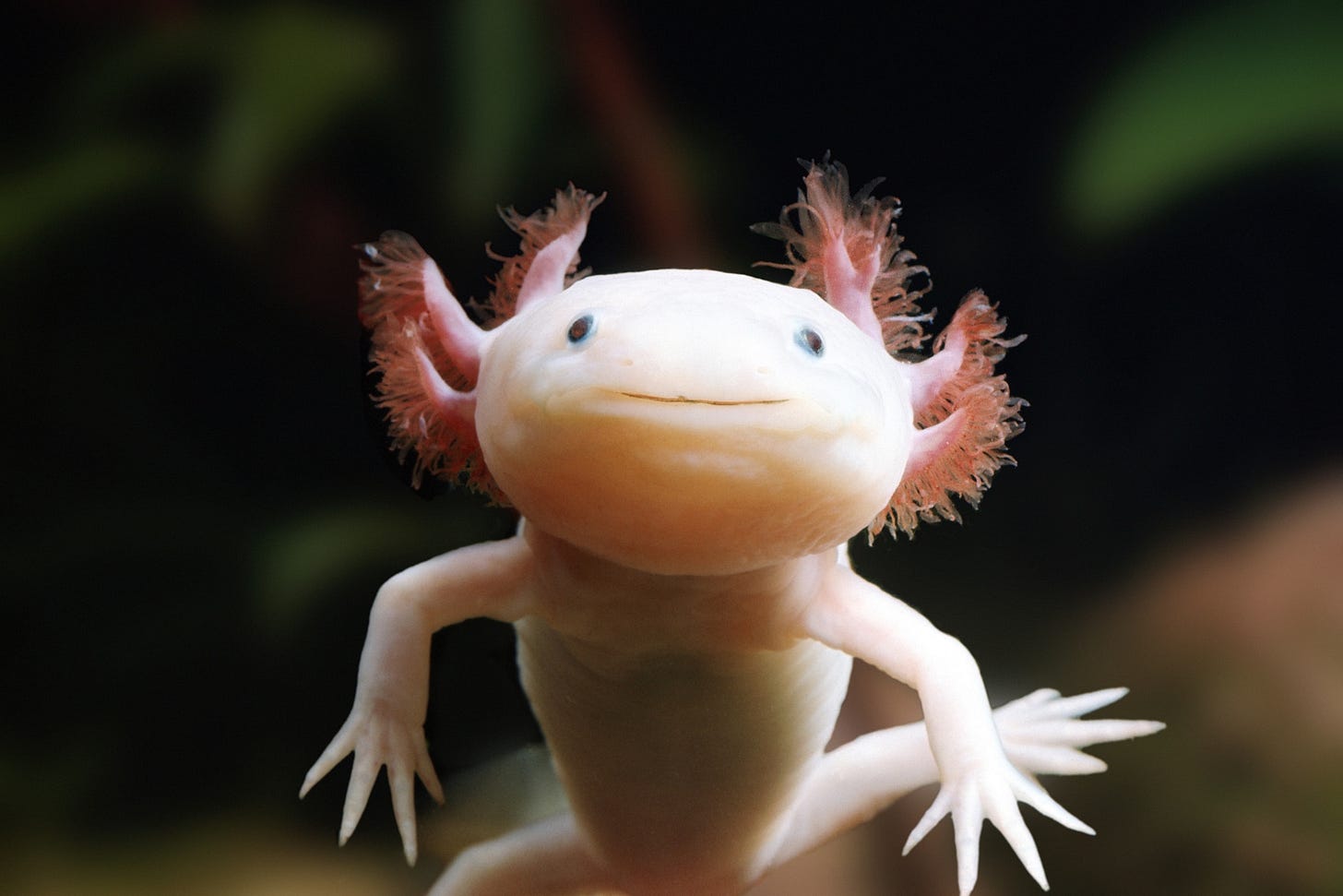 Axolotl