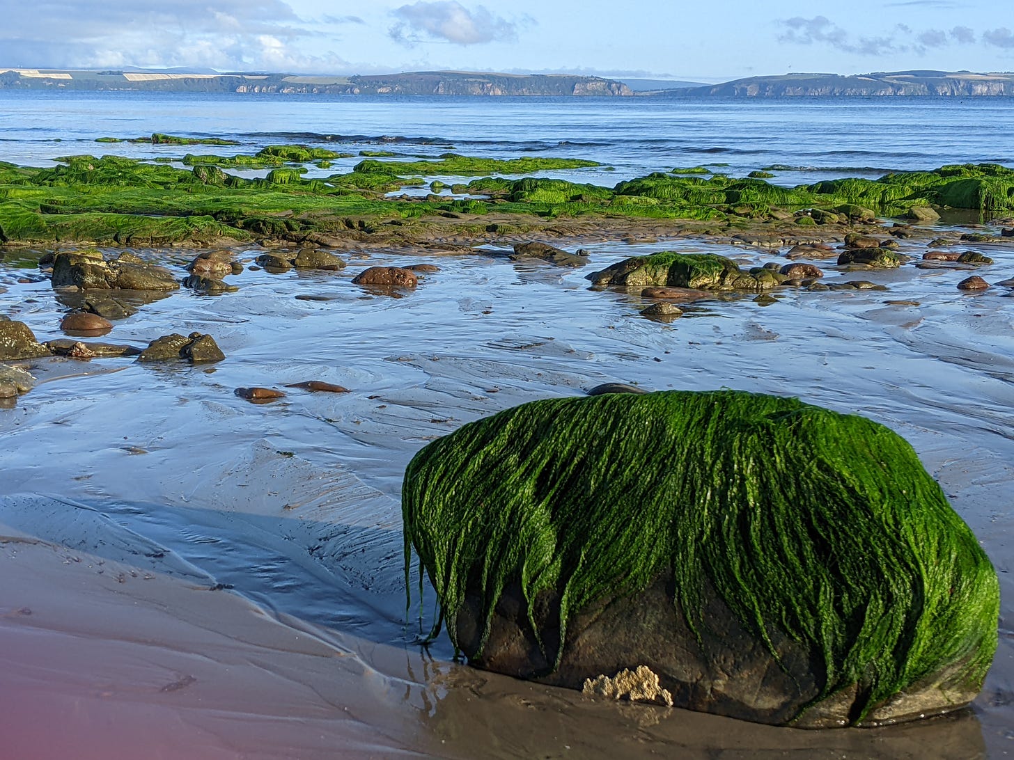 Rocks on the beach covered in green with the blue sea and the hills of the Black isle on the horizon