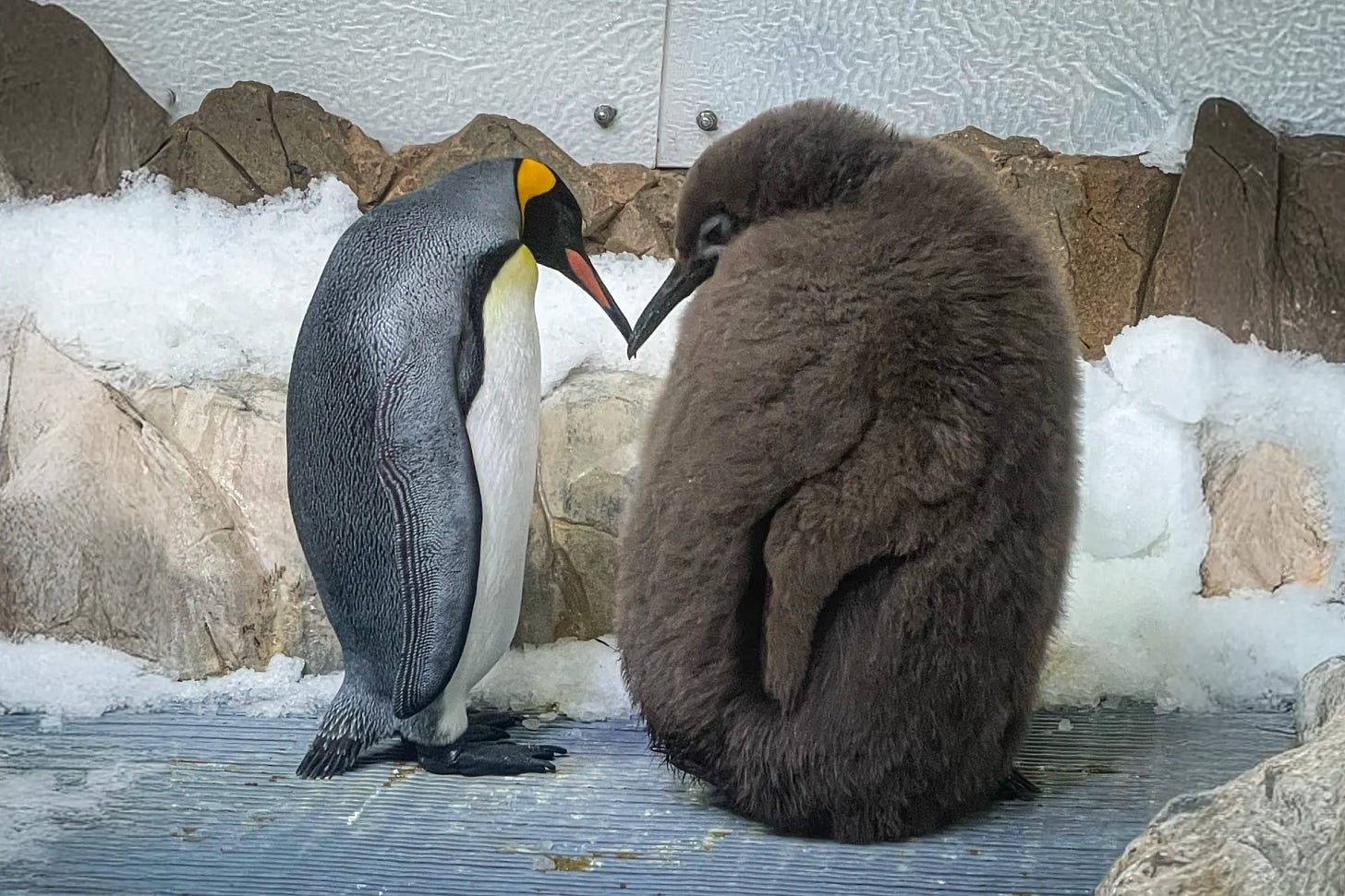 a regular sized penguin standing beak to beak with a very large fuzzy baby penguin, about 1.5x its size