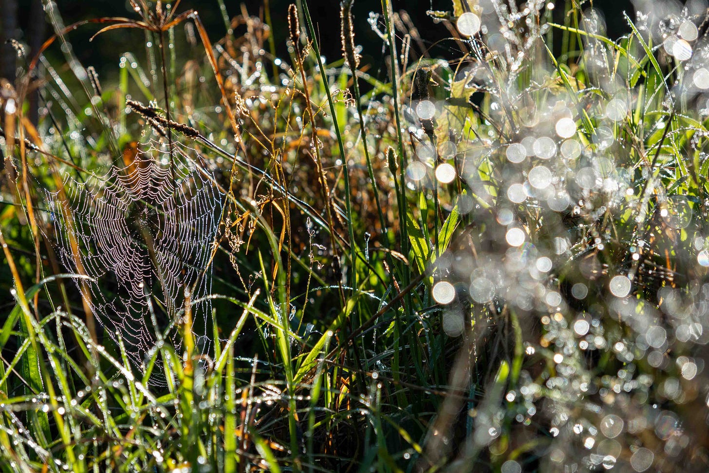 dew covered grass with spider web in the morning light