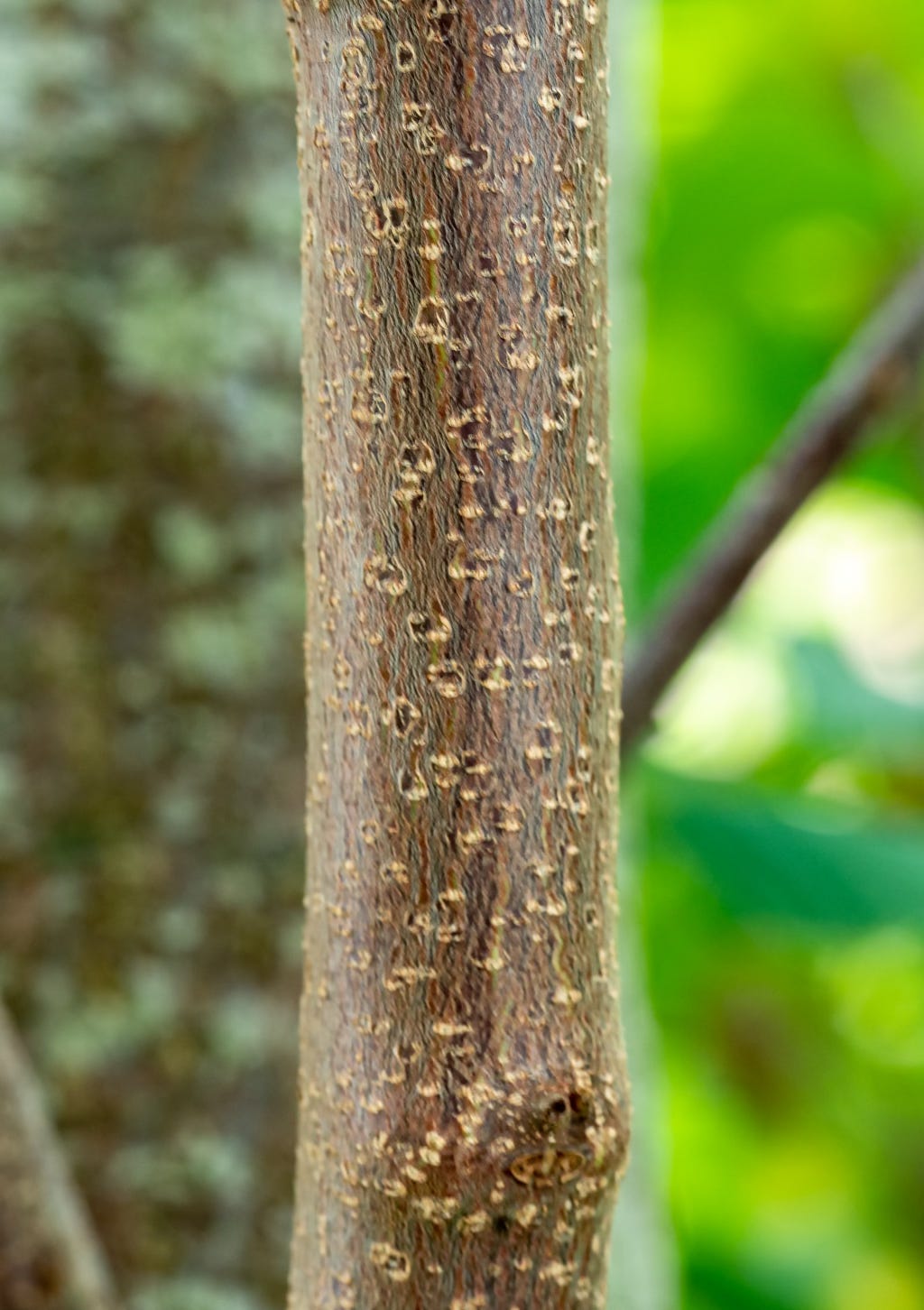 Brown speckled trunk of alder buckthorn