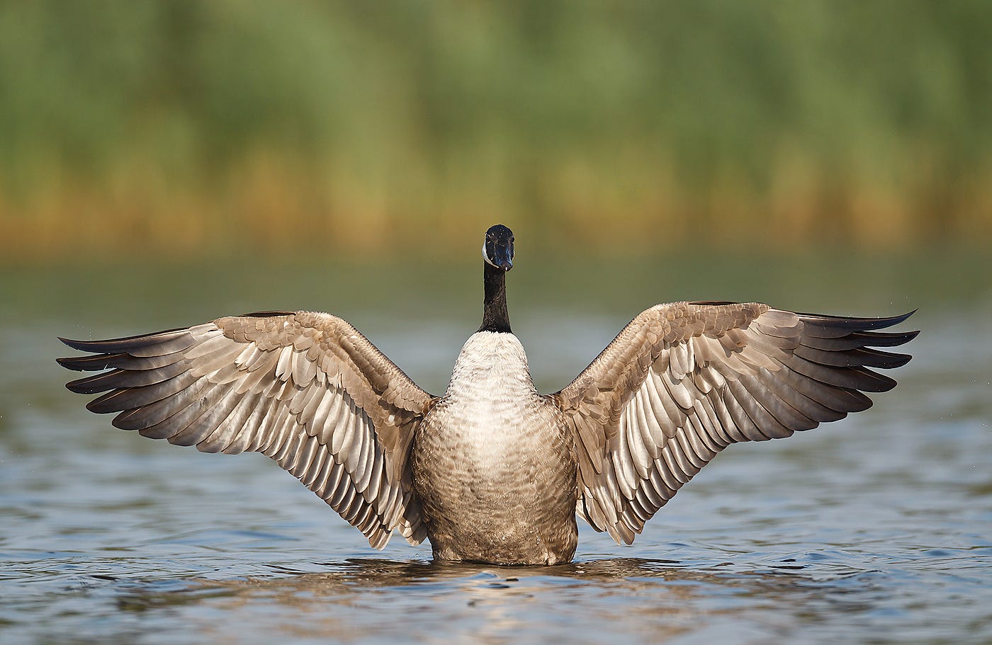 The Canada Goose | A Wild Bird | The Wildlife
