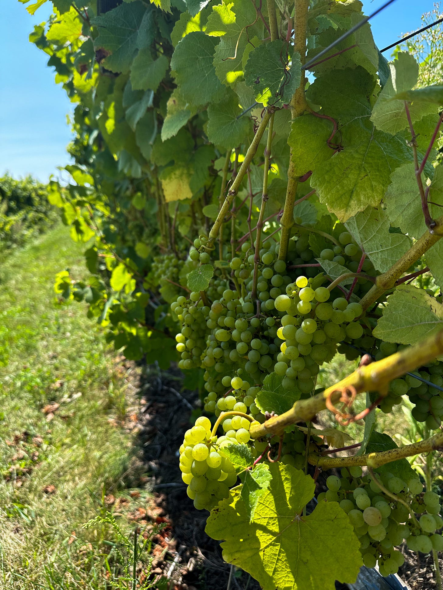 Photo of Gewürztraminer grapes on the vine at Brengman Brothes' Crain Hill Vinyeard.