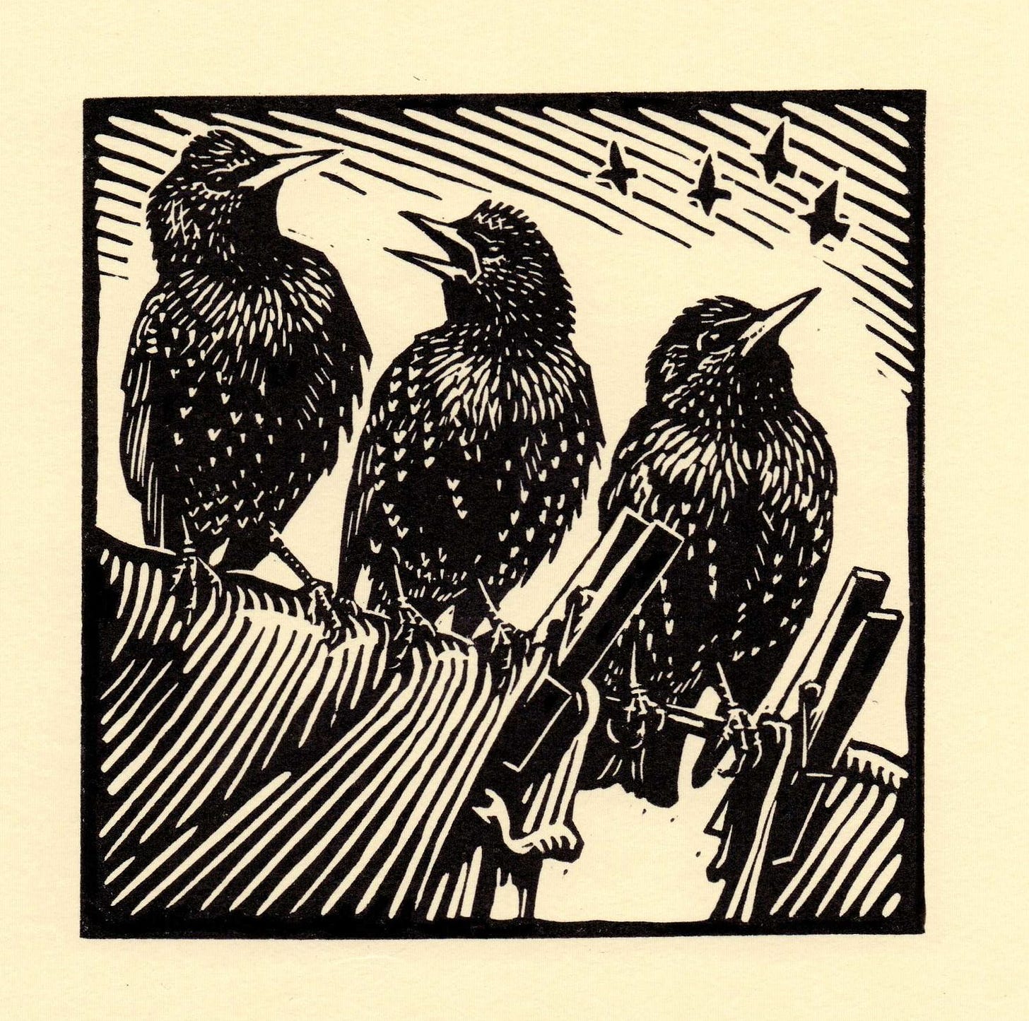 Starlings.jpg