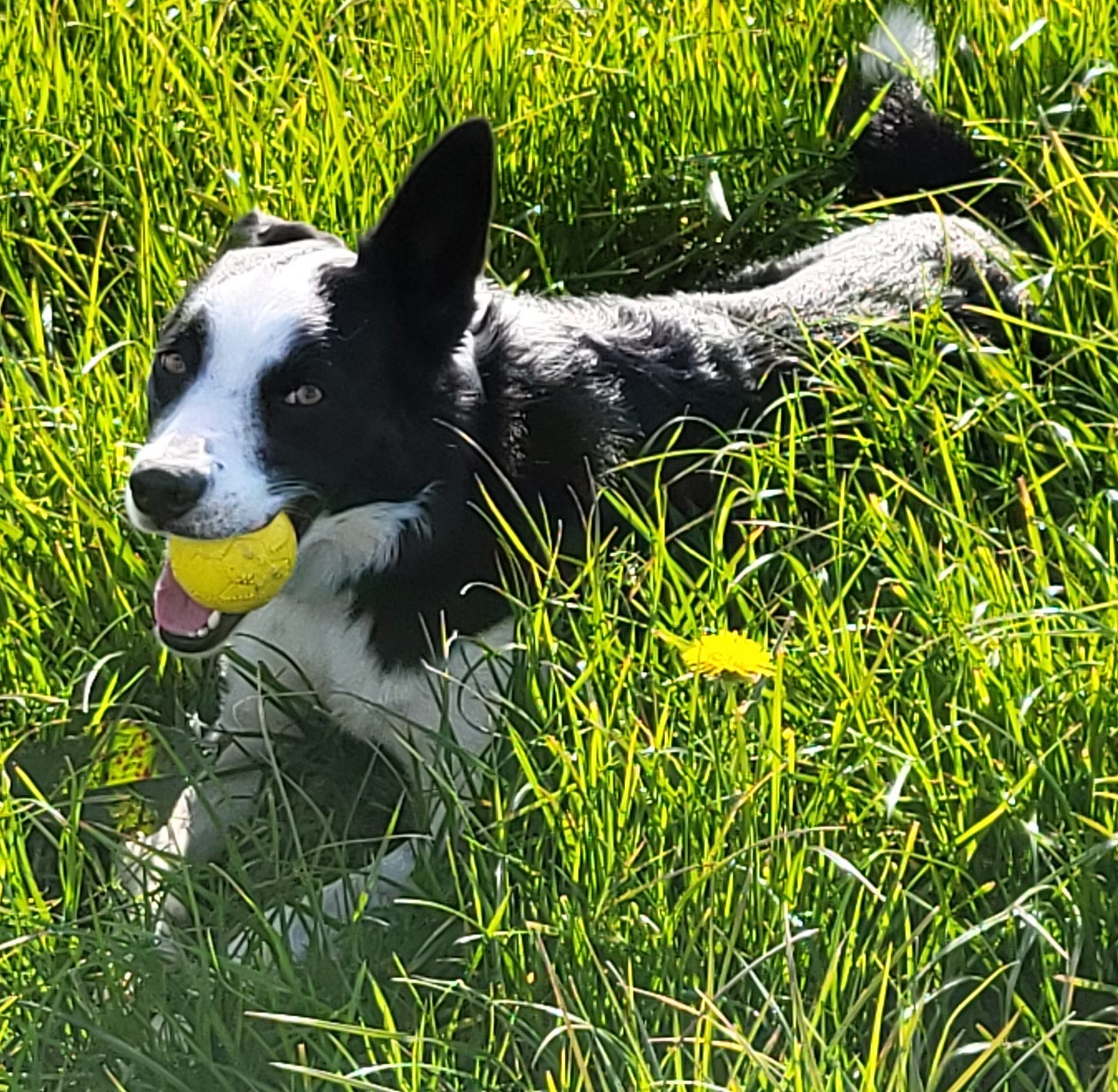 Collie dog with yellow ball, one ear cocked, one ear down, lying in long grass