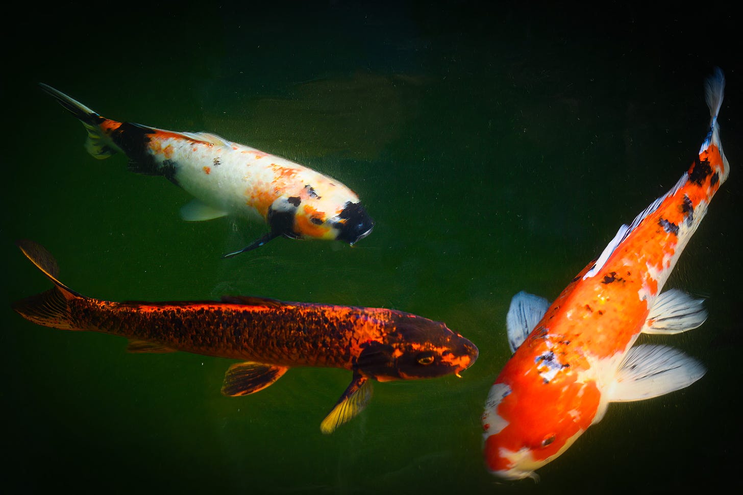 Three brightly colored koi swimming:  orange with splashes of black and white, and white with splashes of orange and black. and dark orange with black