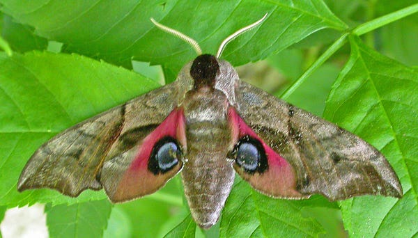  Eyed Hawk-moth - appears particularly frightening to potential predators if viewed from its front. Image by <a href="https://www.flickr.com/photos/tonymorris/424001820/in/photolist-Dt7Yd-akZp8L-Dt7aq-czuqjS-czyokb-MJtTX3-9ZTKcQ-akYoHx-akWrhe-czLpbS-a1JtUg-czuoxN-crDKMh-am2EPw-otYW1r-nKkYqt-akYNaZ-nWbXnN-czuraY-akWoXk-akYKfg-fj37iB-nH9BUX-am2AF1-akZpPQ-a3FZfj-obVvf6-obWDSd-fbZfpg-o4F5QG-czLofm-eLhHog-obWBWj-nUAGYo-akYmtr-nUszwK-fbZiKr-fbZnmB-fj3aGB-akZbPC-fbZokv-am28K1-f6Paan-am2AZb-akWDmt-crDQZJ-akYjJr-om3hkm-a7X3Cw-am2Bws">Tony Morris</a> via Flickr.