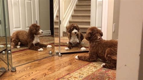 Hilarious video shows dog puzzled by her own reflection - TODAY.com