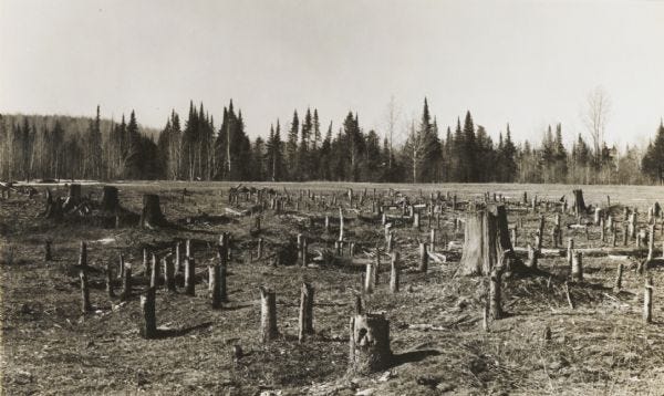 A black-and-white photograph showing a landscape of cutover land in northern Wisconsin. The ground is littered with tree stumps, remnants of deforestation, with a sparse tree line in the background.