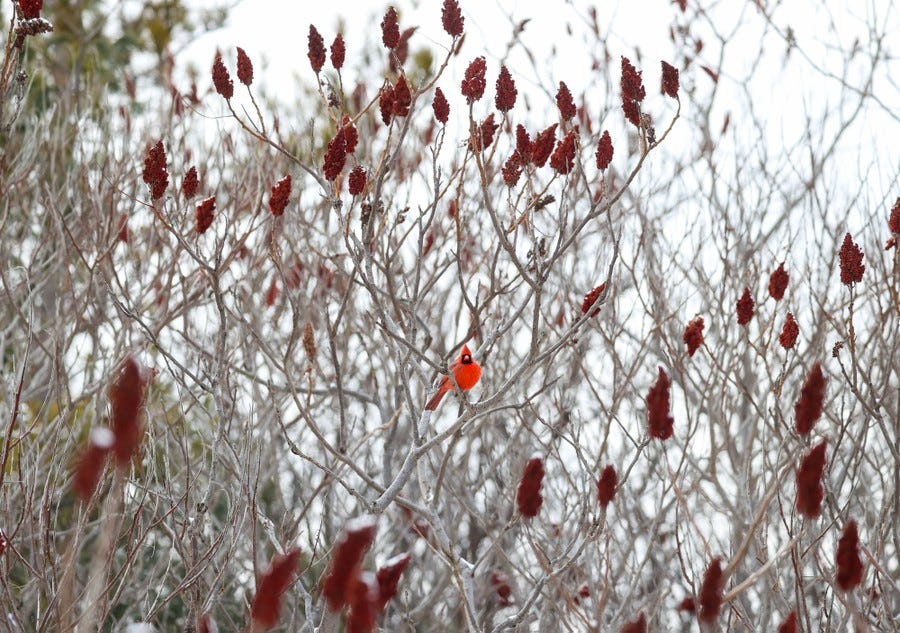A cardinal perches in bare branches.