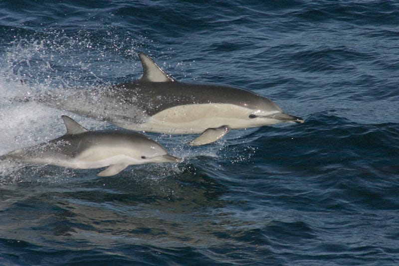 File:Delphinus delphis with calf.jpg