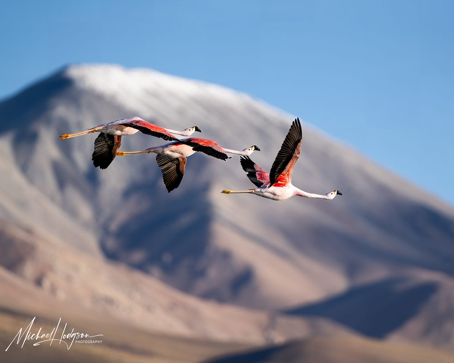 Photo of Andean flamingos in flight above Laguna Grande in Argentina.