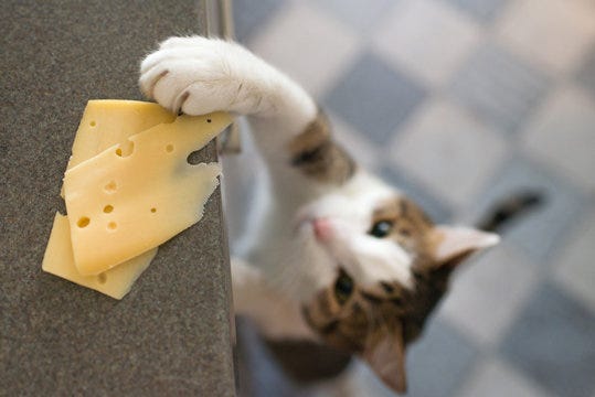 Domestic cat trying to steal slice of cheese from a table. Stock Photo |  Adobe Stock