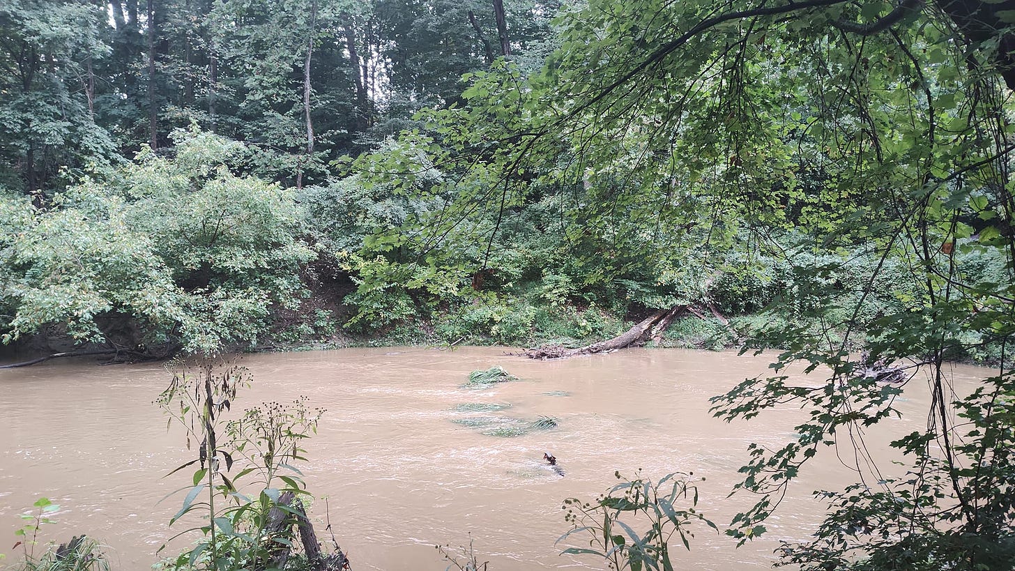 May be an image of body of water and tree