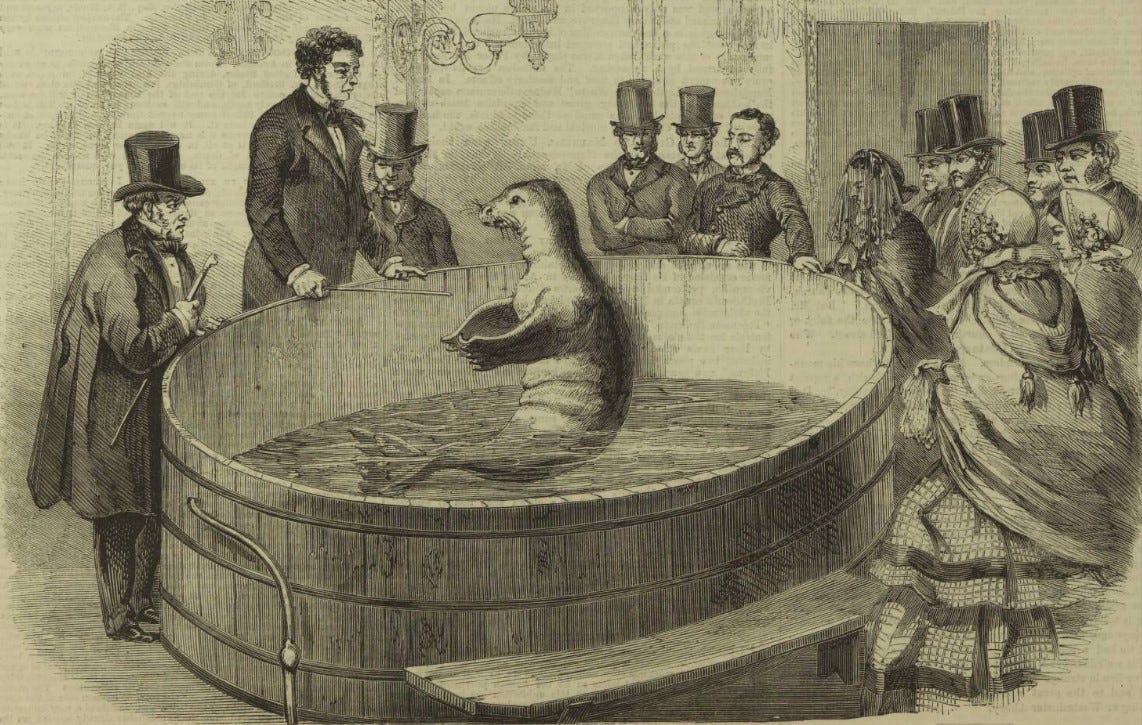 An engraving showing a circular wooden tank with a seal reclining in it. Around the tank are numerous men and women in 1850s clothing. Most of the men are wearing top hats and the women are wearing bonnets. A man without a hat appears to be giving a command to the seal.