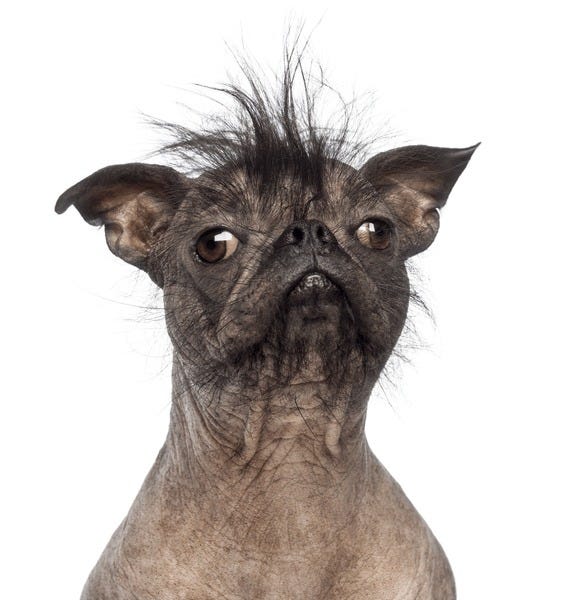 9,434 imágenes, fotos de stock, objetos en 3D y vectores sobre Dog ugly |  Shutterstock