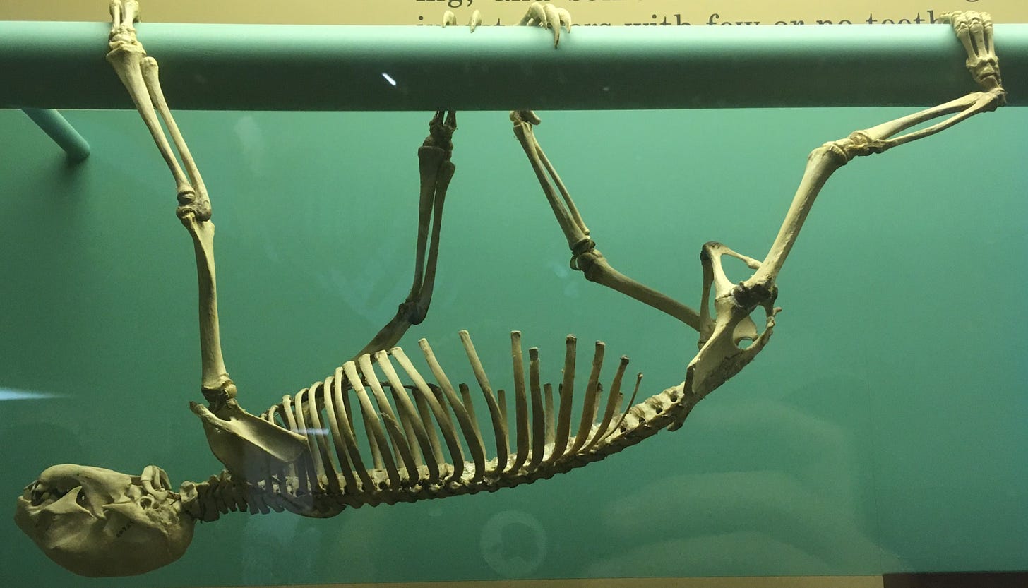 This is a skeleton of a two toed sloth. | Two toed sloth, Sloth ...