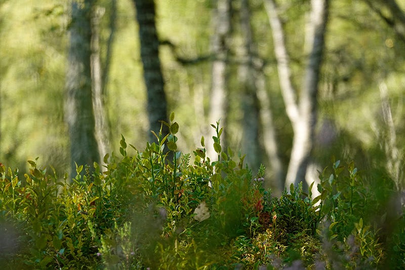 Birch trees and blaeberry leaves at summer's end