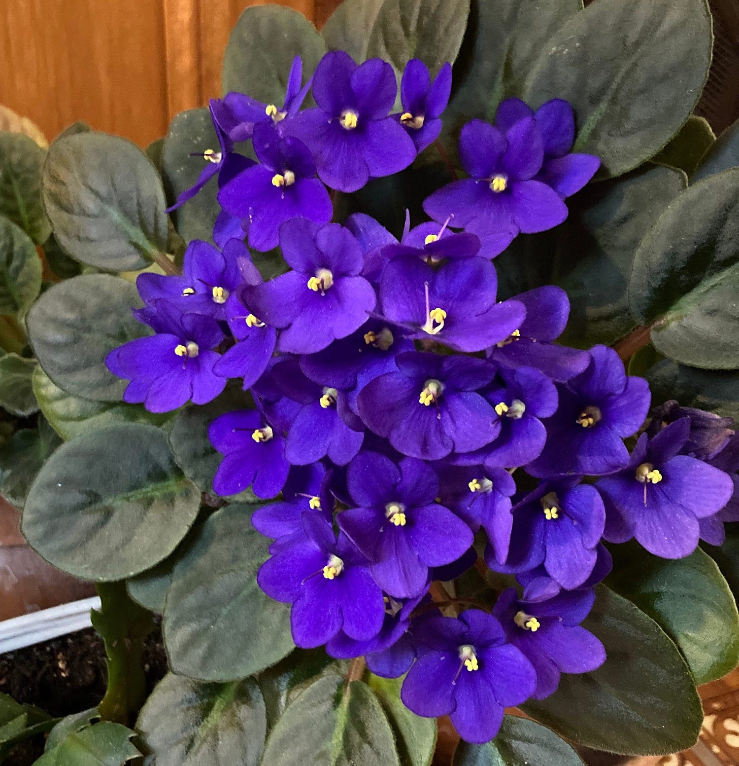 Close up image of a purple African violet plant