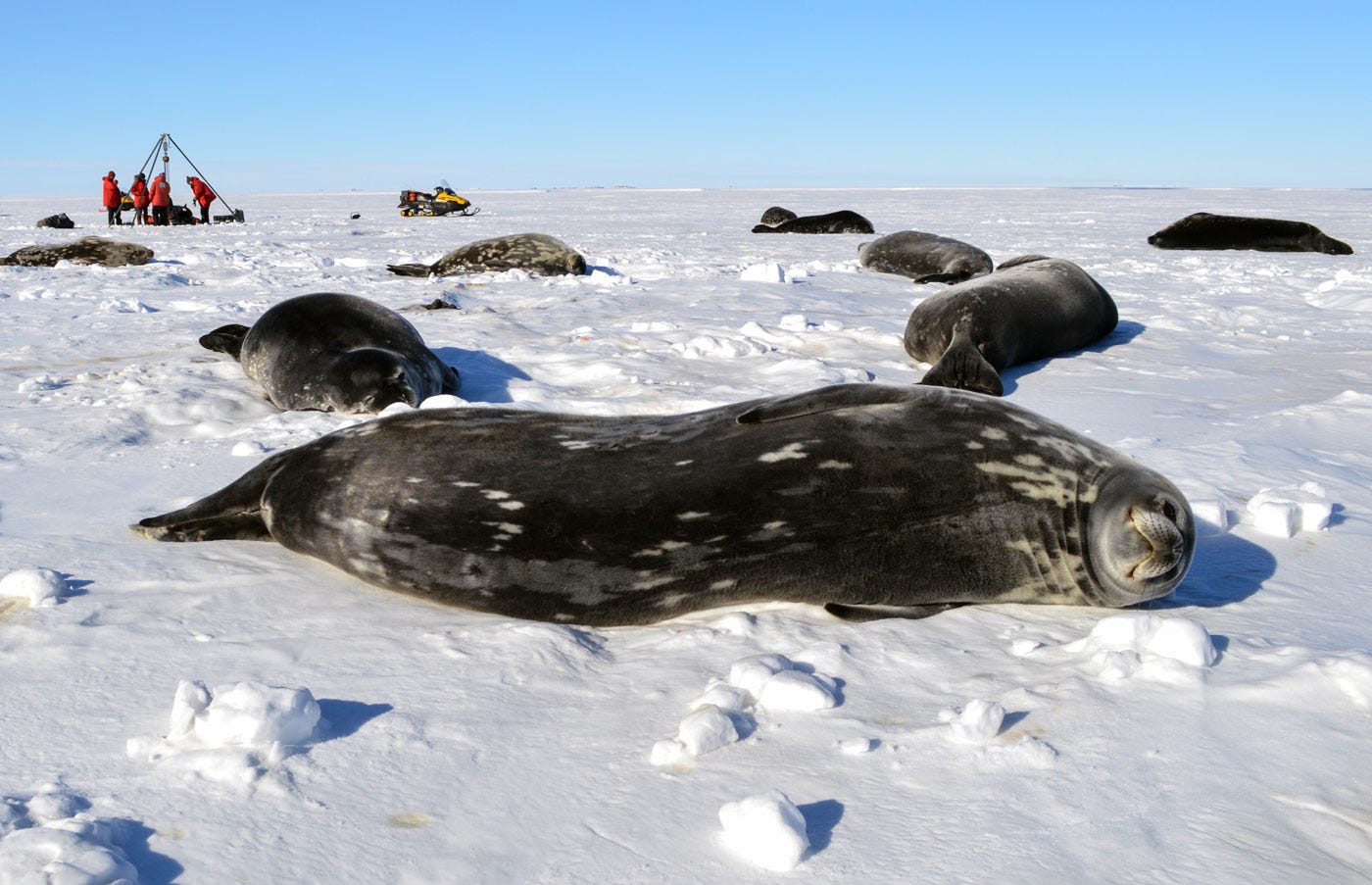 Seals lying on a flat icy landscape. Their fur is dark grey with lighter grey speckles, and they are spaced apart, with several feet of space between them. In the background, five researchers wearing red parkas are standing near some equipment. A snowmobile is parked nearby.