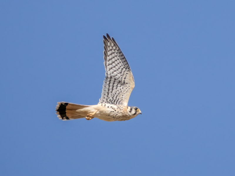 20241002-Marana-35-Edit.jpg