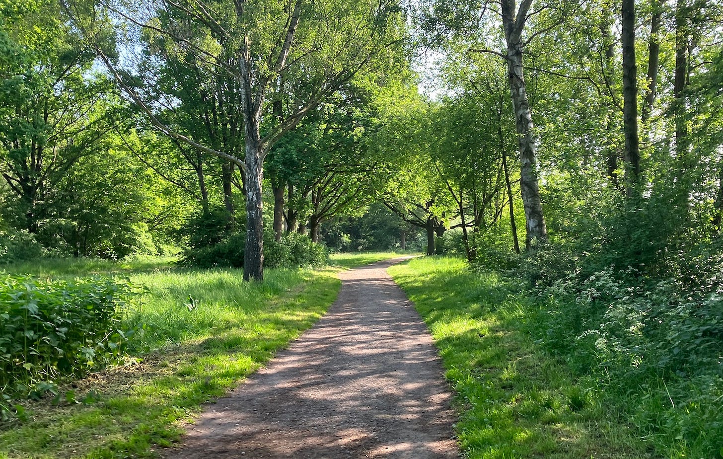 Path going through trees and grass surround