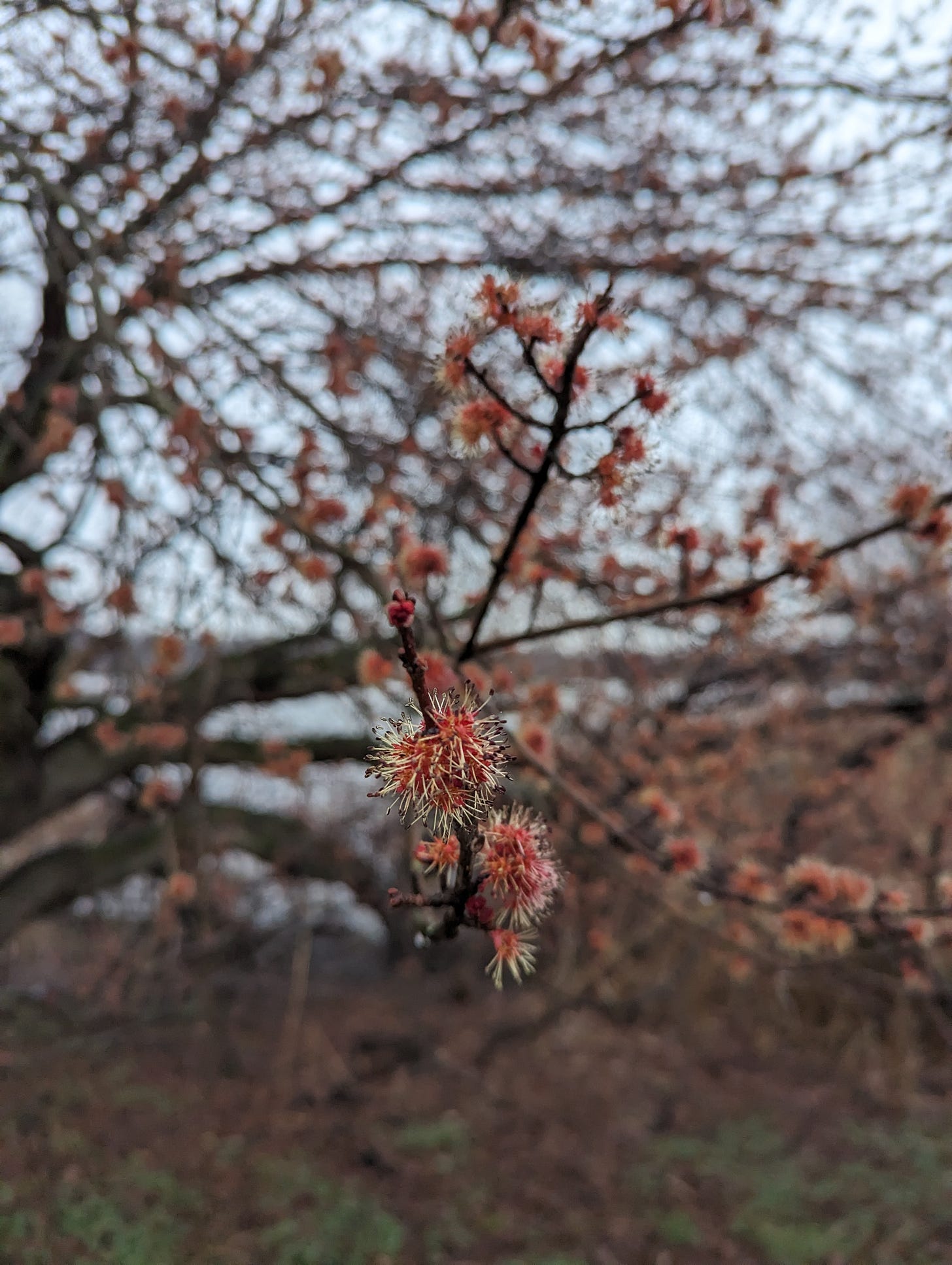 clusters of silver maple flowers
