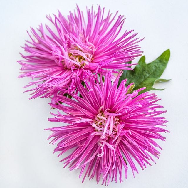 Aster Seeds, Valkyrie Rose