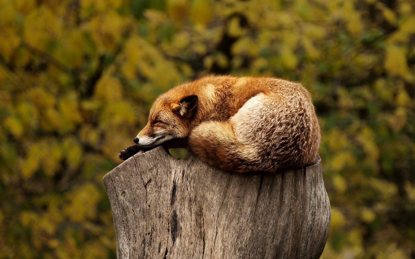 A fox asleep on top of a tree stump