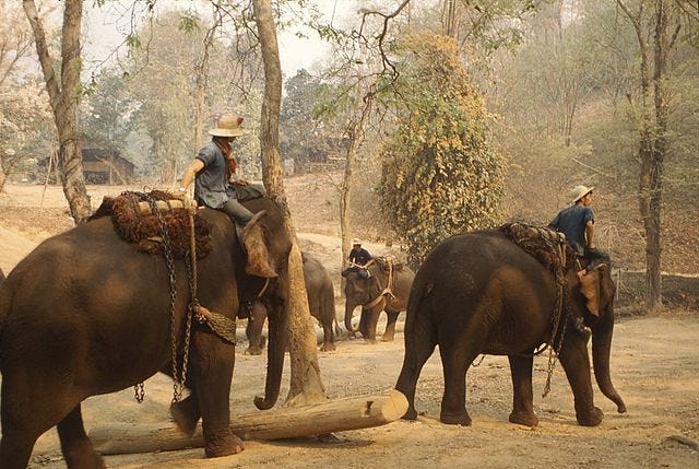 Elephants used for logging in Thailand