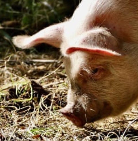 pigs
