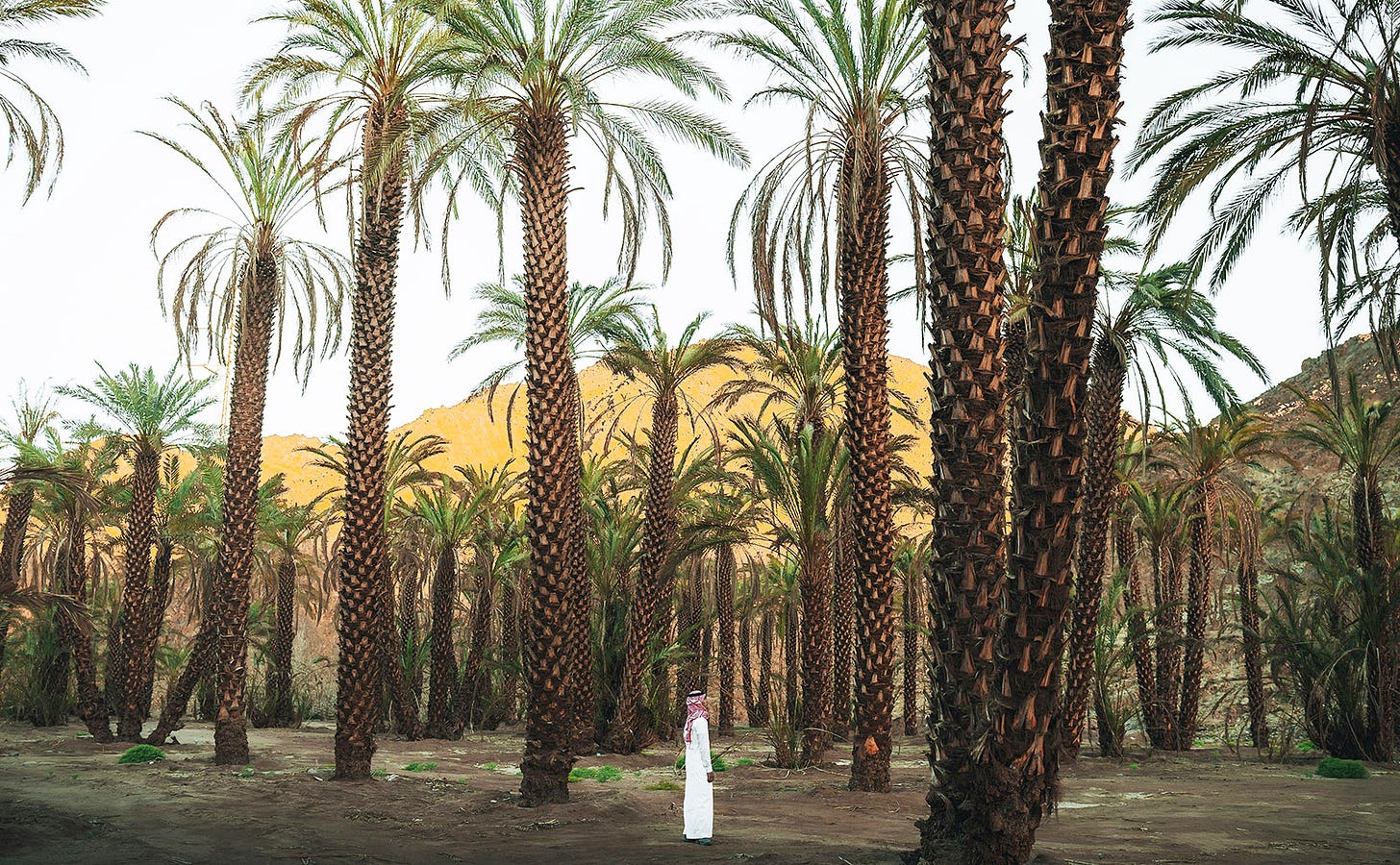 man in white robe standing in a grove of very tall palm trees with a sand dune in the background