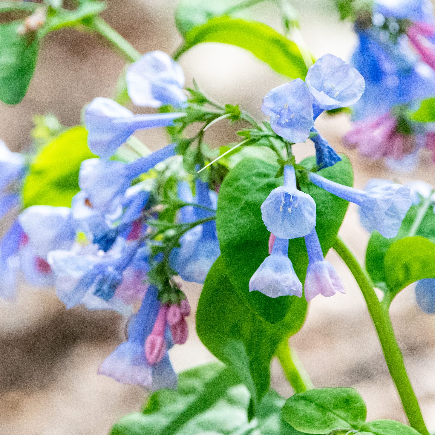 Close-up on a cluster of baby-blue Virginia bluebells, flowers that are shaped like long, thin funnels
