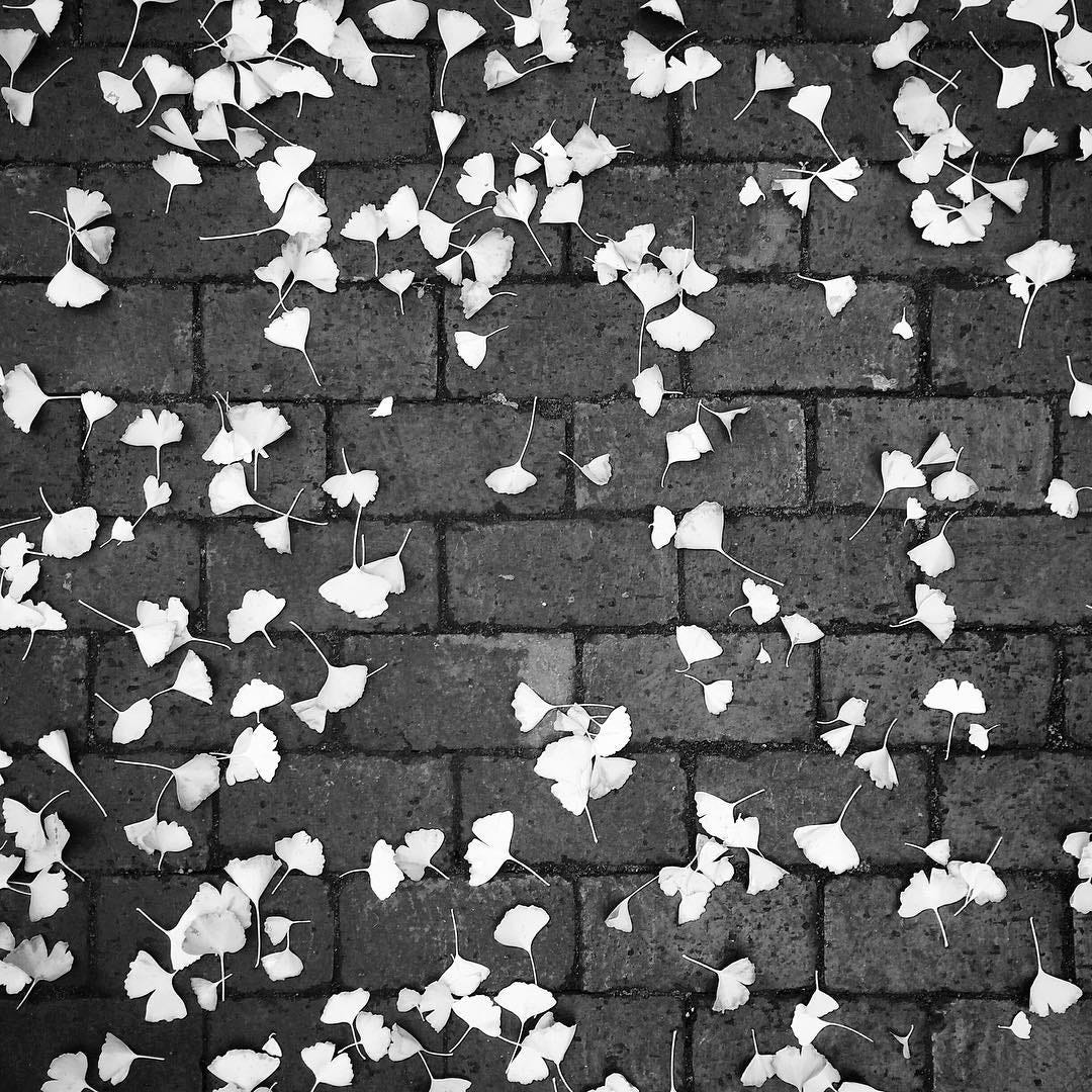 Ginkgo leaves scattered on a sidewalk in Chengdu.