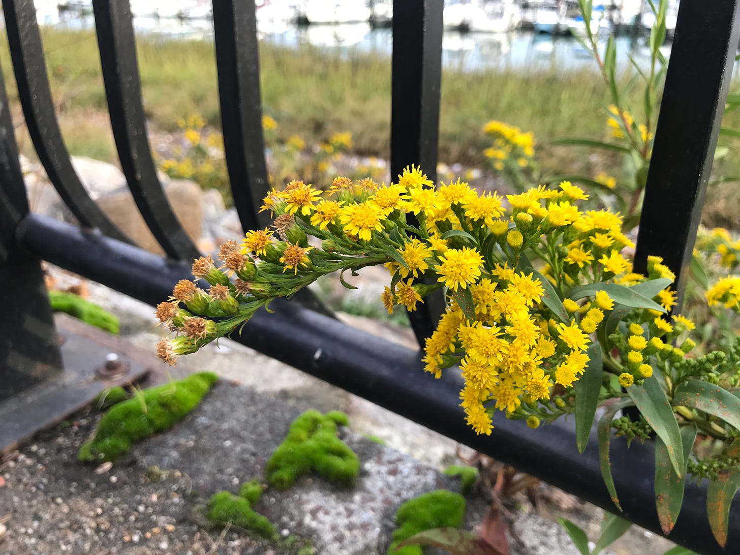 Goldenrod blooming on a city promenade