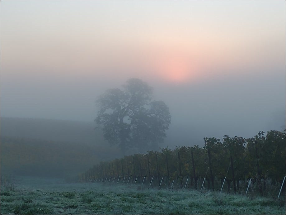 First chore of harvest, lifting the fog during Vintage 2023.