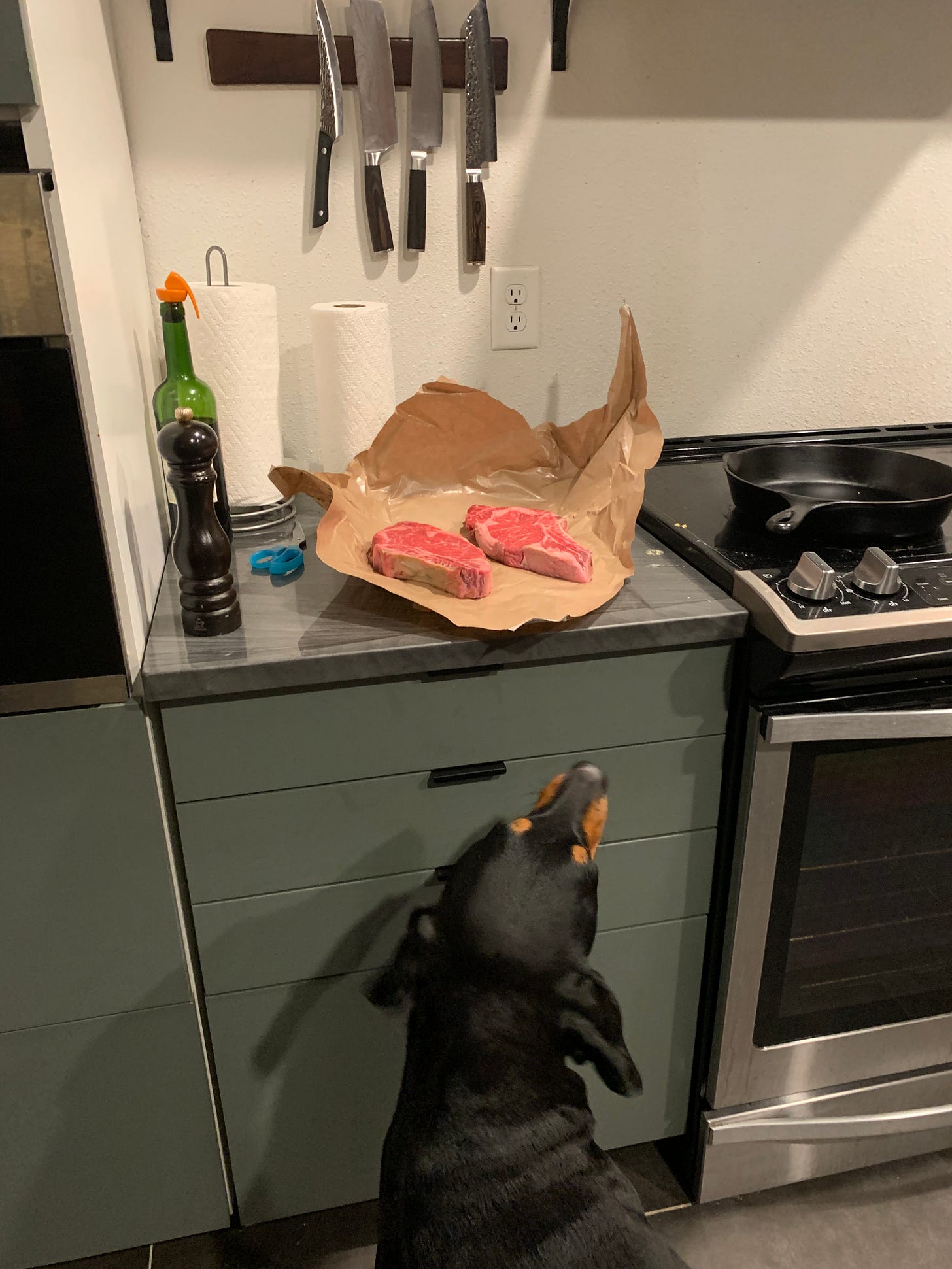 dog looks up at a pair of raw steaks sitting on the countertop