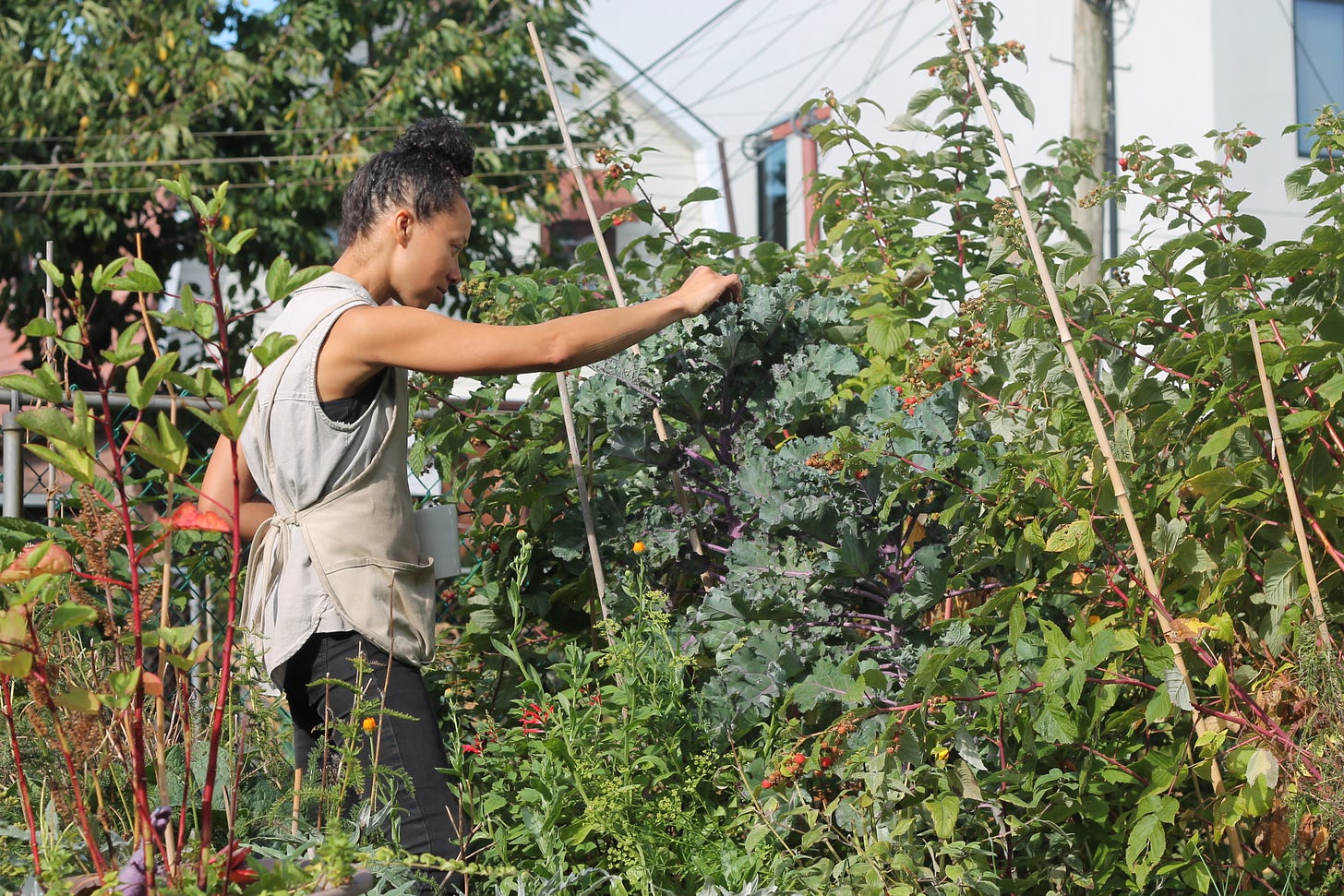 A middle-aged Black woman with her hair in a high bun inspects a kalette plant almost as tall as she is. She stands amidst densely planted beds or raspberries, calendula, chives.