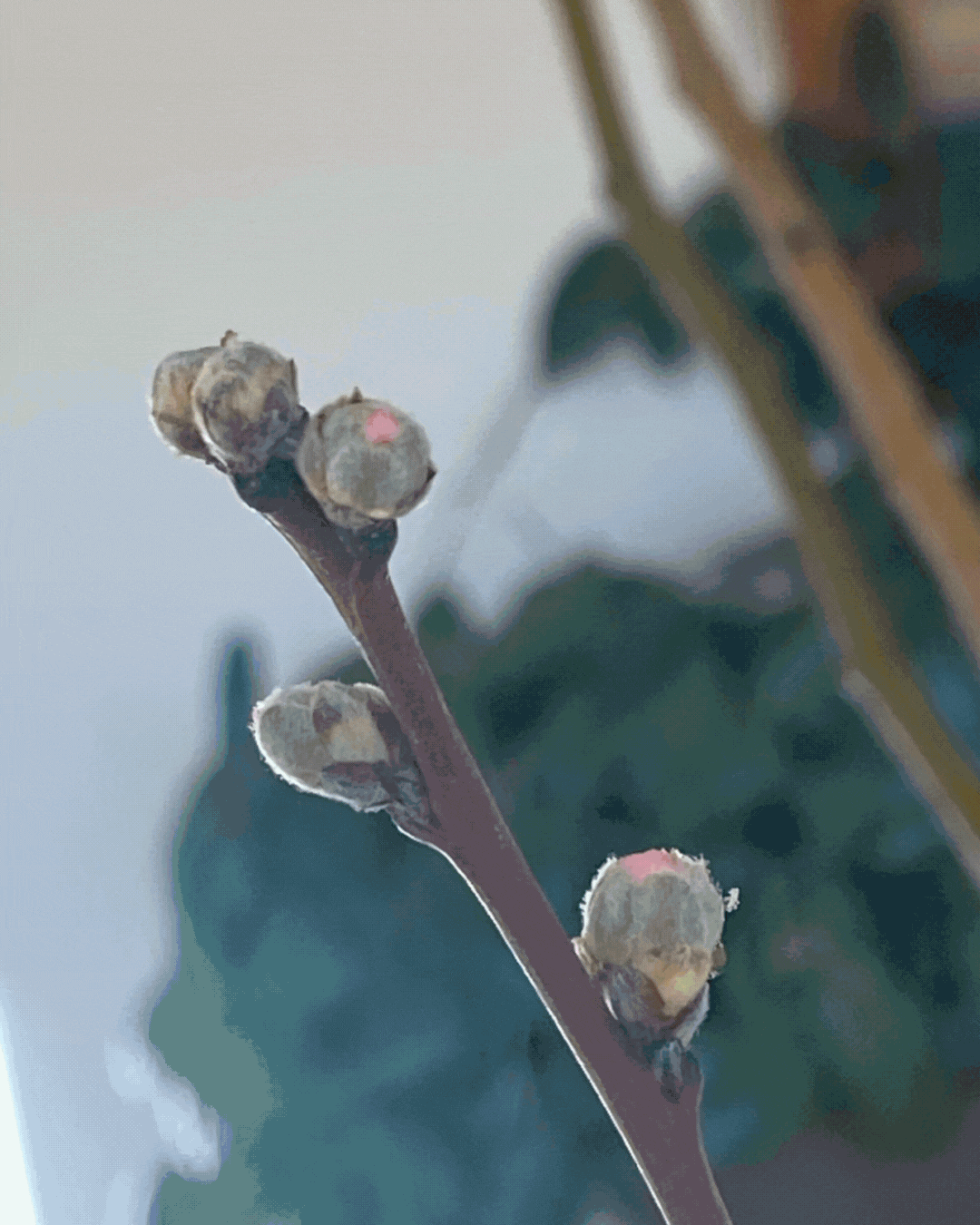 time lapse slide show of branches in vases and buds opening into pink blossoms