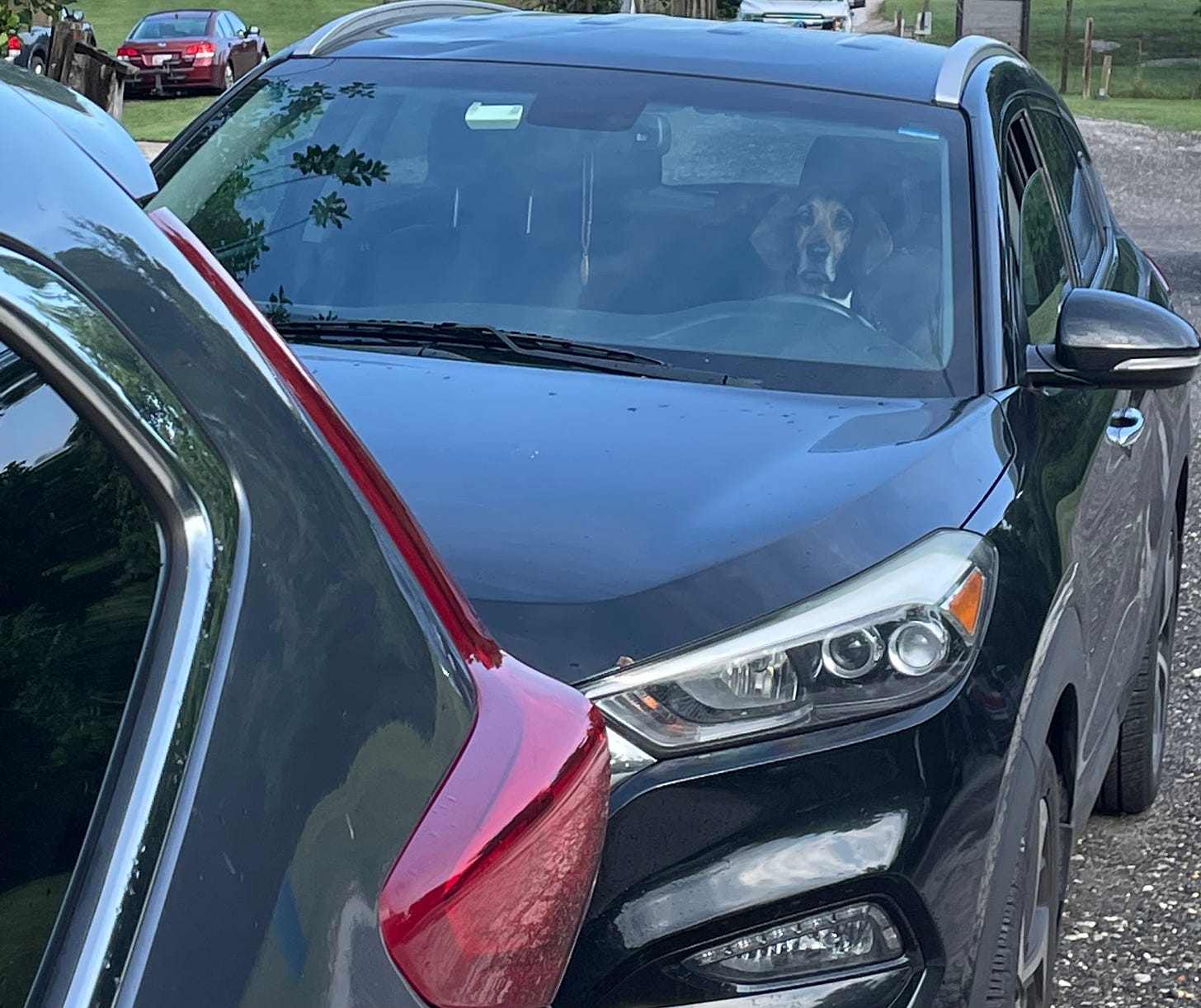 This is a dog driving a car.