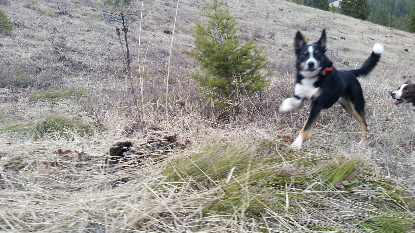 Dog running toward camera