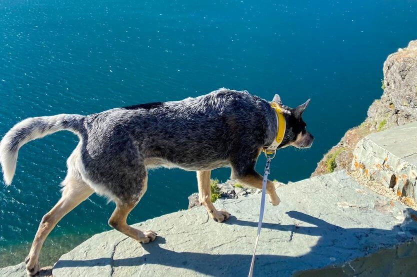 Scout, a blue heeler wearing a white collar and leash, walks along a stone wall next to a bright blue lake