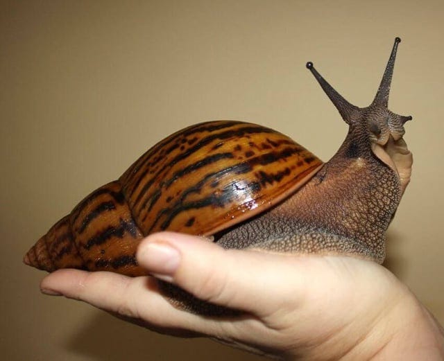 Giant African land snail - adult snails can be the size of a small rabbit.  : r/Damnthatsinteresting