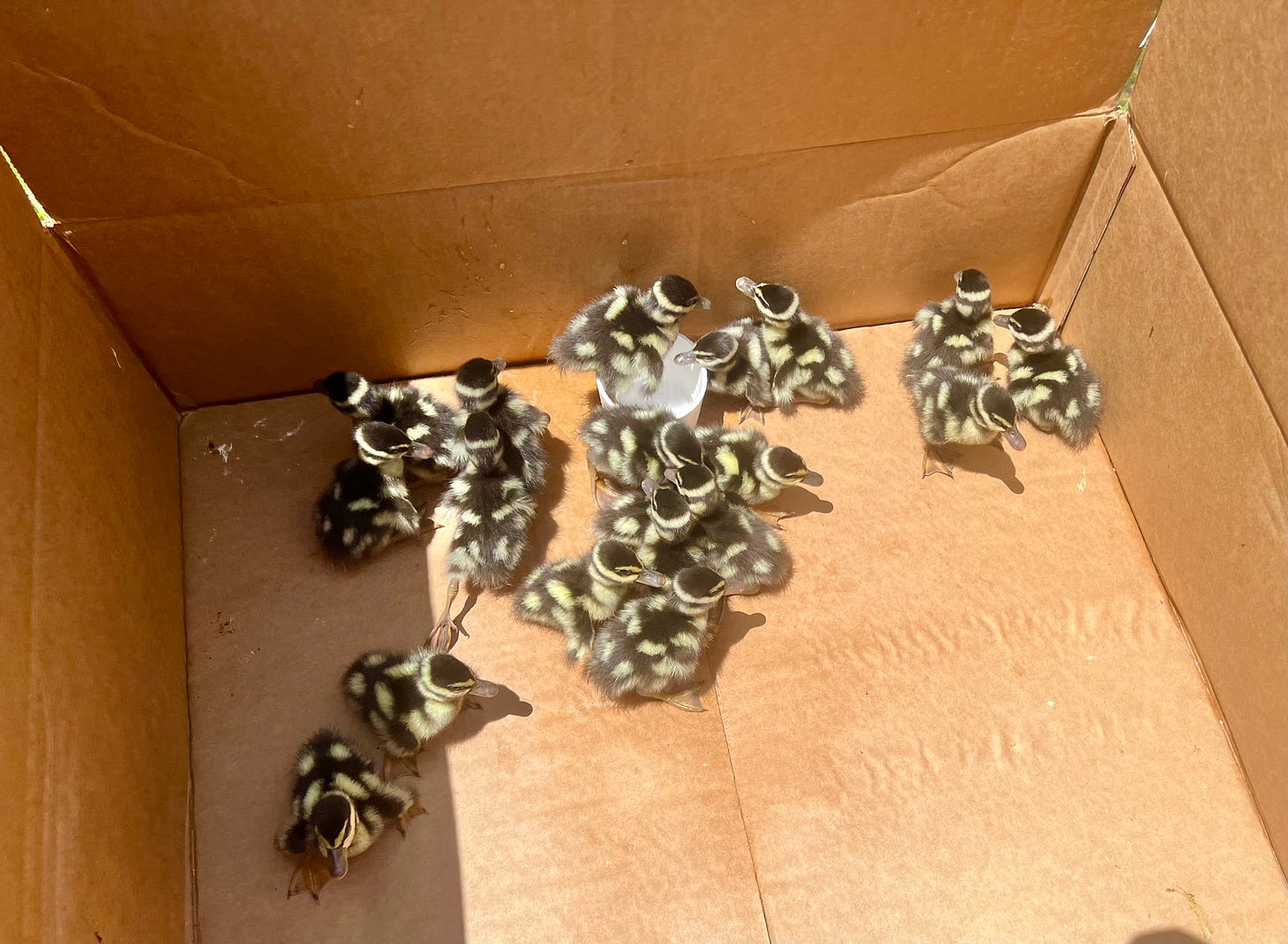 Black-bellied whistling duck ducklings in a cardboard box