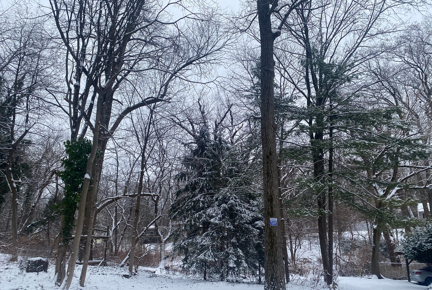 bare trees against a dark sky, snow covering the ground beneath the trees